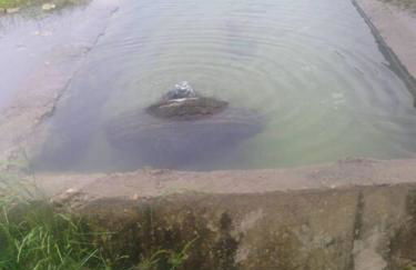Cabin with a tree house on a buffalo farm . - Foto 6