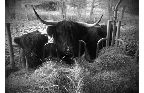 Auszeit auf dem KulturGut Hirtscheid - Foto 13