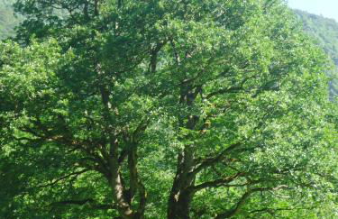 Pyrénées Boutx - Grand Gîte de caractère - Foto 44