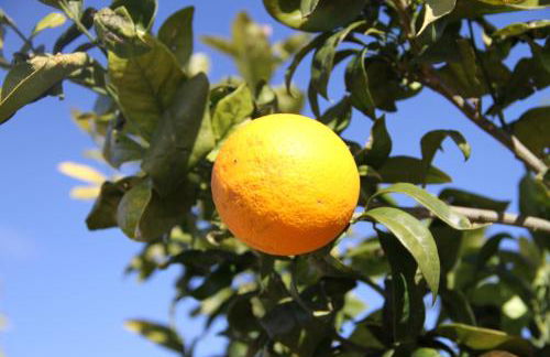 Villa Santa Margherita - Foto 64