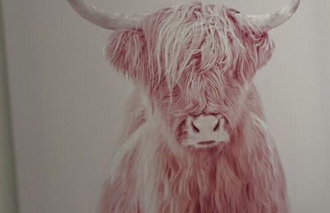 Pink Cow Modern Retreat - Photo 13