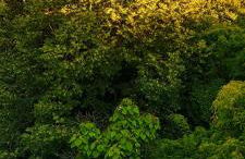 Canopée, paisible, chaleureux, lumineux, balcon - Foto 32