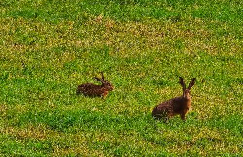 Ferienwohnungen Dorfliebe Dörnberg - Photo 66