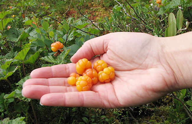 Lentiira Holiday Village - Foto 27