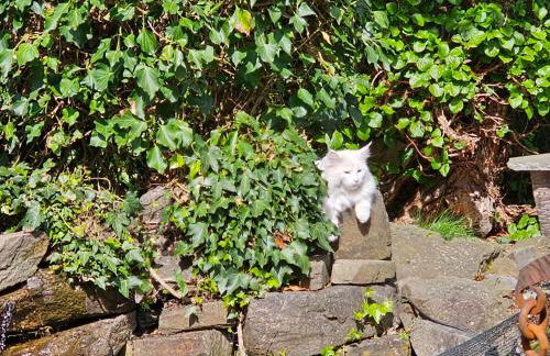 Historisches Haus Unkelbach - Foto 21