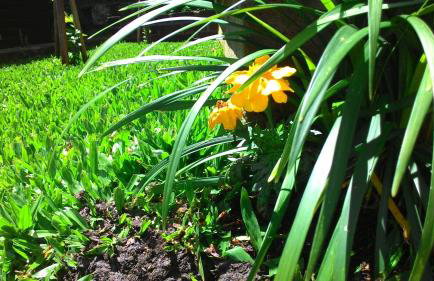 Chalés Araucárias da Serra - Foto 25