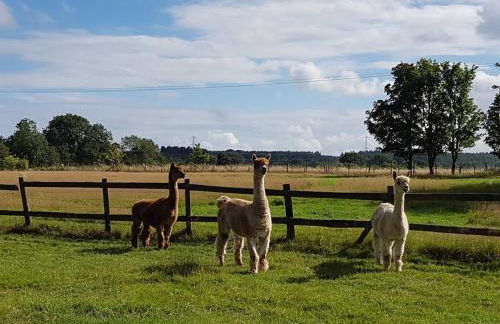 Sheep Shed Rural Farm Cottage in Stelling Minnis Canterbury - Area of Outstanding Natural Beauty - Foto 29
