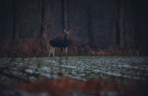 Akacjowe Wzgórze - Foto 15
