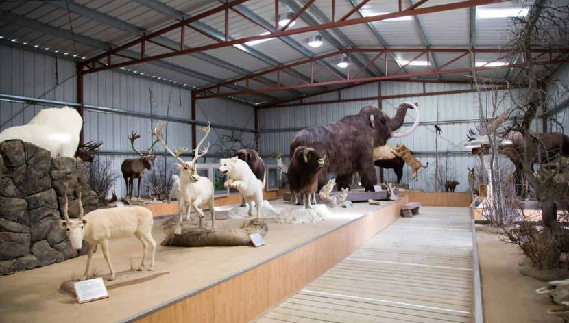 Emerald Lake + Carcross Desert Excursion - Foto 2