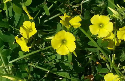 VanessaHolidayHome Piano Terra - Foto 10