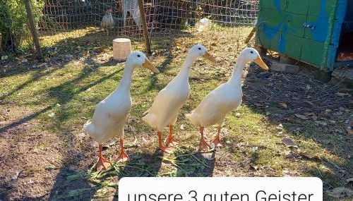 Freilandhof - Foto 5