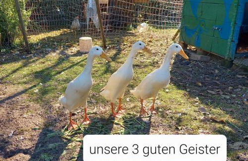 Freilandhof - Foto 5