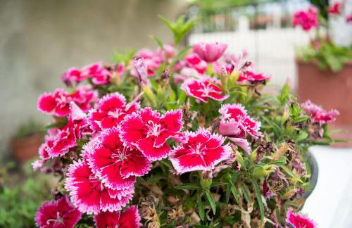 Mirsini Apartments - Foto 9