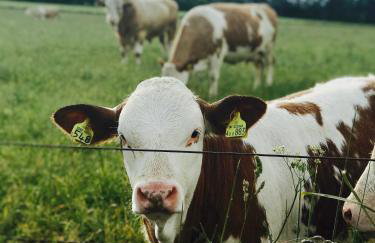 Dandaleith Cottage No.2 - Foto 23