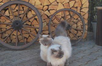 Ferienhof Hummer - Photo 24