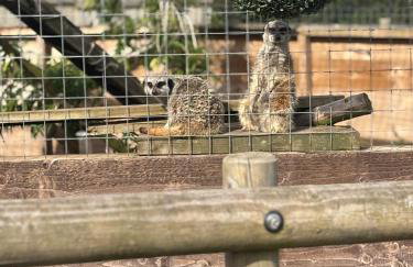 Bridie -rose with wood tub country retreat mini zoo - Foto 22