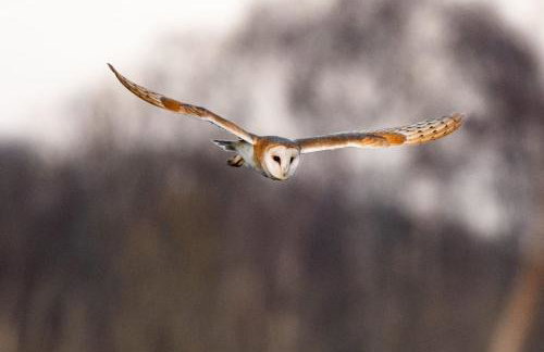 Larks Rise - Foto 22