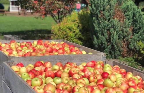 The Sansa Suite at Brants Apple Orchard - Foto 21