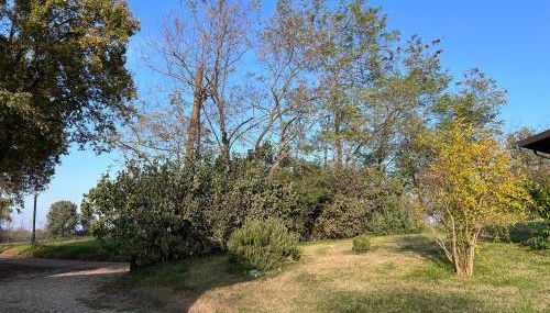 Al Vigneto - Photo 3, Garden view