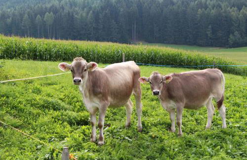 Spisserhof - Photo 28