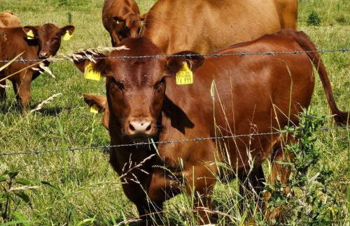 Ferienhaus Anton & Charlotte - Foto 39