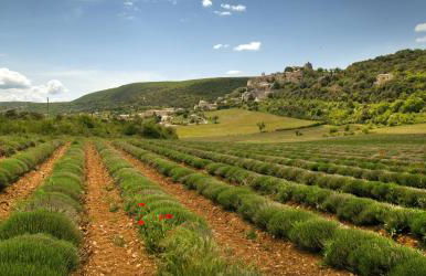 La Cerisaie, maison spacieuse en Lubéron - Foto 42