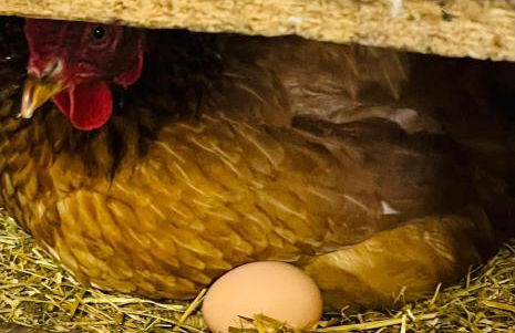 Gutshof von Gemünden Ferienwohnung 1 - Foto 48