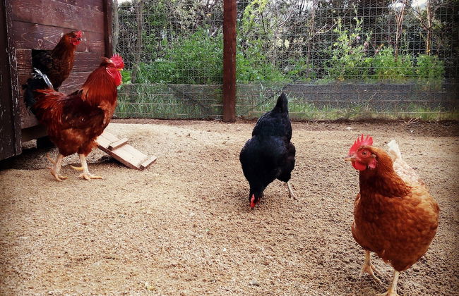 Tenuta Petra Bianca - Foto 24