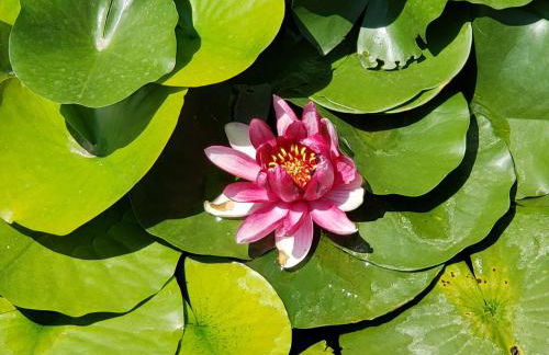 Grizzly Roadhouse Bed and Breakfast - Foto 34