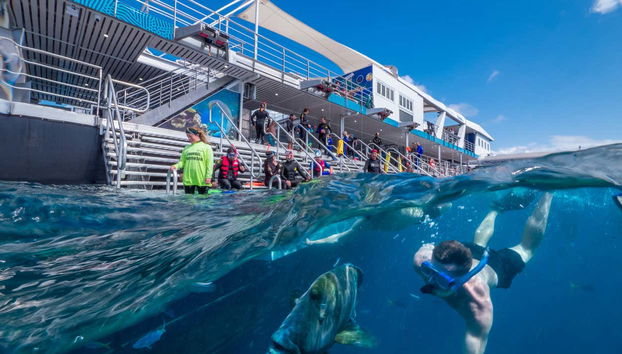 Outer Great Barrier Reef Cruise & Reef Magic Platform - Foto 4