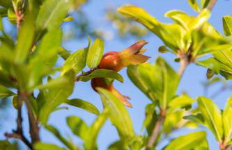 Uliveto Apartment - Foto 44