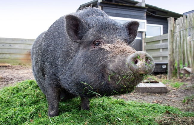 Holiday Home Near Forest With Wellness Garden - Foto 34