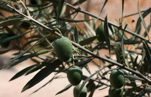 Athina EcoFarm - Foto 26