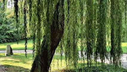 Villa Romahn - Foto 3, Garden