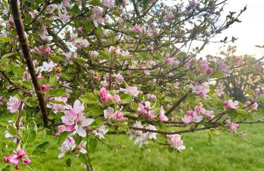Ruhige Ferienwohnung auf dem Delcherhof in der Mosel-Weinregion - Foto 11