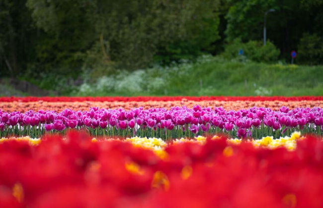 Vakantiebungalow Limmen - Foto 20