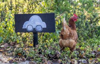 'Bramley' Hut on private farm - Foto 19