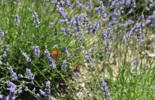 Villa Feijoa en Provence - Foto 53