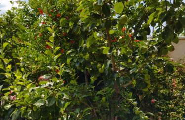 The house in nature SKG - Foto 31