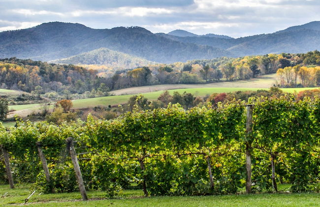 Virginia Wineries Tour - Foto 1