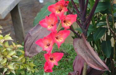 Chale brilho do sol - Foto 64