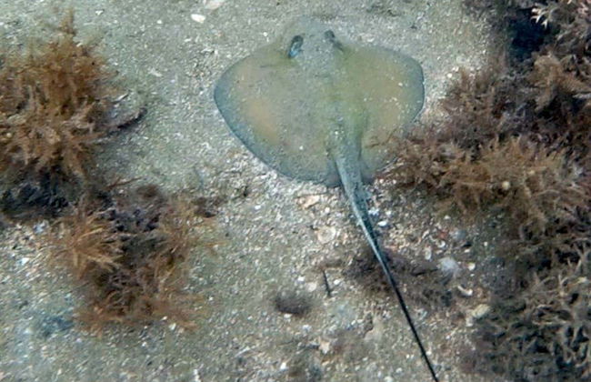 Immersione per principianti a Ilhabela - Foto 9