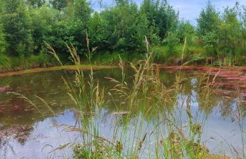 Agroturystyka Zielony Domek - Apartament na wyłączność, slow life, staw, oswojone zwierzęta gospodarskie, posiłki z własnych eko produktów - Foto 12