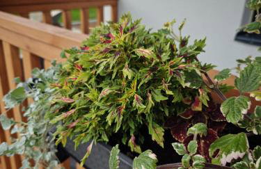 Na Skraju - Pogorzelica - Domki Rekreacyjne lokal D - Foto 5