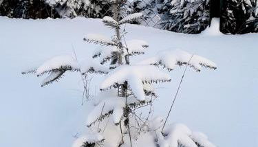 Harzer Bauernhof - Foto 3