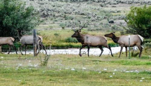 4412 Mackinaw - Foto 3