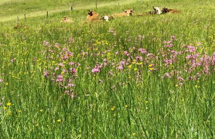 AlpenOase Schliersee - große Suite mit Sauna oder gemütliche Studio Appartements - Foto 18