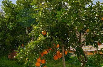 Villa Calma - Photo 62