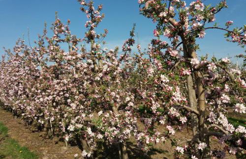 Das Apfelhaus - Photo 14