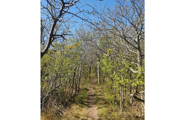 De Seekobb -beachgoers - Foto 16